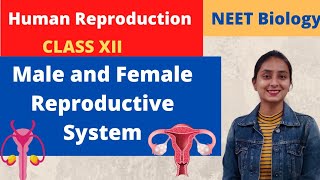 Human Reproduction  Class XII  NEET BIOLOGY  Part1 [upl. by Itoyj]