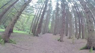 woodland trail in Chatelherault [upl. by Adnelg]