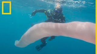 Un pirosoma sorprende a dos submarinistas en Nueva Zelanda National Geographic en Español [upl. by Scriven]