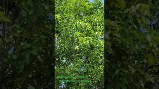 Árbol de mamoncillo quenepas como se le conoce en Puerto Rico Melicoccus bijugatus pronto florece [upl. by Trutko336]