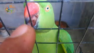 Funny Parrot Video Parrot Biting green ringnack [upl. by Nsaj781]