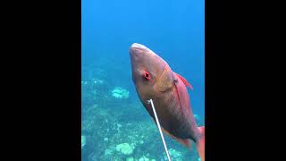 Unbelievable Shot On Big Mutton Snapper While Spearfishing [upl. by Nylatsirhc]