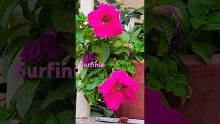 Surfinia Flower Plantbeautifulnatureplantsflowersshortsviraltrendingyoutubeshorts [upl. by Murrah]