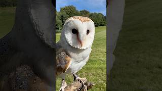 British Barn Owl Features 🦉 shorts [upl. by Kitarp781]