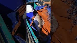 Grabe😱 Ngayon lang ako nakakita ng Ganito kalaking Isda na Giliw Giliw fishing viralvideo [upl. by Wennerholn]