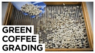 Green Coffee Grading  European Coffee Trip x DRWakefield [upl. by Tecla]