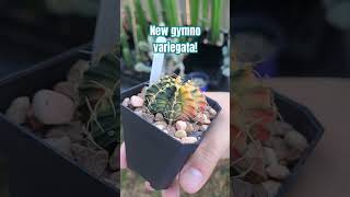 New Gymnocalycium mihanovichii variegata from Dark Side Cactus cactus variegated [upl. by Merv]