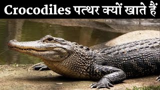 Crocodiles पत्थर क्यों खाते हैं ytshorts [upl. by Kirbee794]