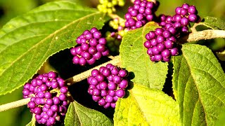 Beautyberry plants buhayayganyan [upl. by Acinehs527]