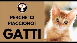 Perché ci piacciono i gatti [upl. by Bondy]