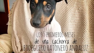 Los 5 primeros meses de Nia la bodeguera nuestra cachorra de bodeguero andaluz [upl. by Oirobil]