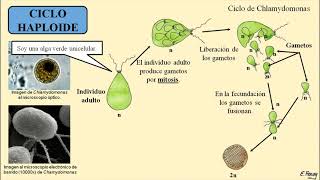 Ciclo Biológico Diploide haploide y diplohaploide [upl. by Pollack]