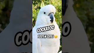 Cockatoo Cute Toot Adorable Amazing 🤩 birds parrot tricks [upl. by Aivata]