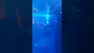 Scuba diving at Dubai Mall shortstravelsubscribelike uaedubaimallshare [upl. by Hannazus]