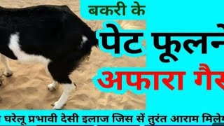 Bakriyon ke pet me afra bimari Afra roggoathusbandry farming goatfarming animals [upl. by Imrots]