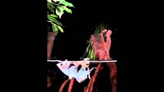 Archerfish spit precision loogies  Science News [upl. by Crin]