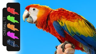 Scarlet Macaw The Best Pet Parrot [upl. by Lauritz]