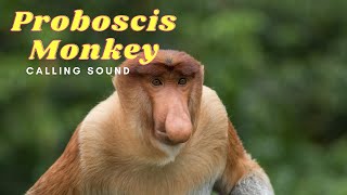 Proboscis Monkey Calling Sound [upl. by Nurat]