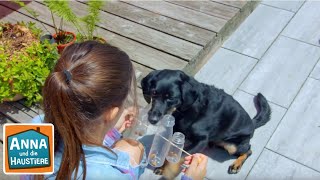 Tierspielzeug selbst gemacht  Information für Kinder  Anna und die Haustiere  Spezial [upl. by Aynna]