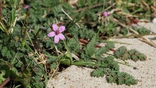 Wild Edible Plants Storksbill [upl. by Nereus]