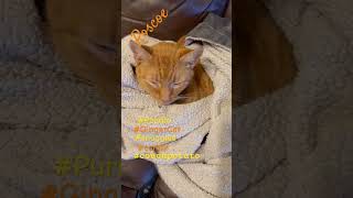 Ginger Purrito shorts trending viral cat cats kitty purr kitten cute fluffy ginger live [upl. by Leihcey607]