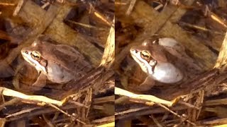 Wood Frog Calling Lithobates sylvaticus or Rana sylvatica [upl. by Regnig114]