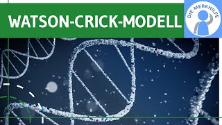 WatsonCrickModell  Entdeckung der DNADoppelhelixStruktur Forschung amp Modell einfach erklärt [upl. by Kasey]