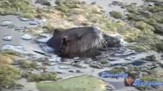 Nutria at Aquarena Springs San Marcos Texas [upl. by Masha]