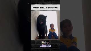 PASTOR BELGA GROENENDAEL OU LOBISOMEMADEDOGCAT [upl. by Mik]