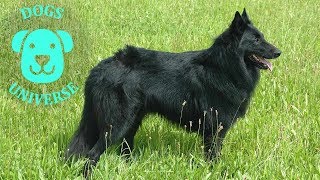 GROENENDAEL ► Characteristics and temperament 🐶 [upl. by Ailb]