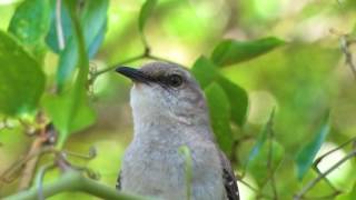 Mockingbird song [upl. by Kalbli]