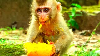 So hilarious  lovely cutie baby Winky enjoy eating a big mango Binky amp new friend happily [upl. by Seavir]