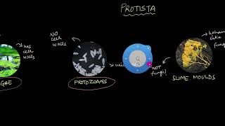 Protista  Biological Classification  Biology  Khan Academy [upl. by Savory]