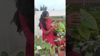 My caladium collection 7 different varieties in my home garden🏡indoorplants home gardening [upl. by Haneeja]