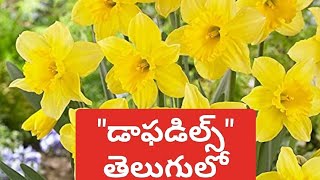 daffodils poem william wordsworth [upl. by Eemyaj]