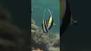 Beautiful Moorish Idol ocean moorish idol fishing ningaloo coralreef beachlife freediving [upl. by Dragone]