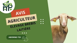 📍AVIS AGRICULTEUR  ÉLEVAGE DE BREBIS LAITIÈRE [upl. by Hellene]