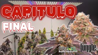 SEMANA 8 FLORACION  SEGUIMIENTO CULTIVO INTERIOR LED 56 DIAS [upl. by Omar]