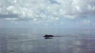 Whales in the Caribbean off Antigua and Barbuda [upl. by Nnaik]