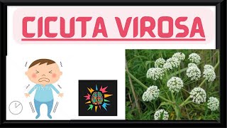 CICUTA VIROSA  HOMOEOPATHY MATERIAMEDICA [upl. by Falk714]