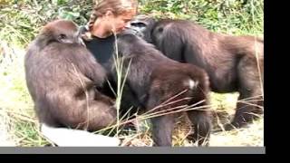 getting to love GORILLAS with the John Aspinall Foundation in Africa [upl. by Nalliuq94]