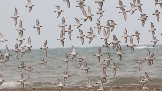 1121027 The dunlin is a winter visitor in Taiwan [upl. by Sitoiganap]