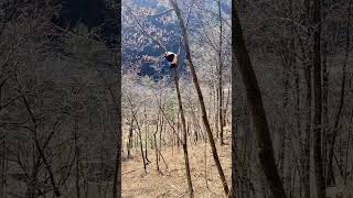 Sunbathing on the tree trending animals panda animallover 熊猫 shortvideo viralvideo fio [upl. by Fenn]