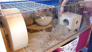 How To Set Up a Gerbil Cage [upl. by Eselahc738]