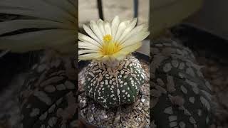 primavera2024 cacto astrophytum Asterias floração perfeição [upl. by Ecissej]