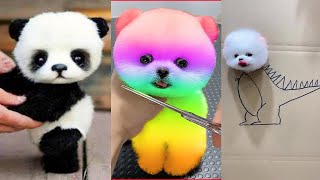 Cute Pomeranian Puppies Doing Funny Things 4  Cute and Funny Dogs  Mini Pom [upl. by Huei251]