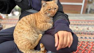 Adorable Spoiled Ginger Stray Cat Enjoys Life in the Streets [upl. by Fidela3]