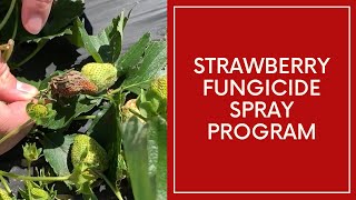 Strawberry Fungicide Spray Program [upl. by Antoine993]