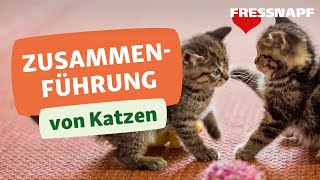 Vergesellschaftung von Katzen So klappt die Zusammenführung [upl. by Lydie]