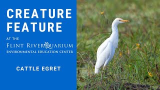 Creature Feature Cattle Egret [upl. by Ellenhoj]